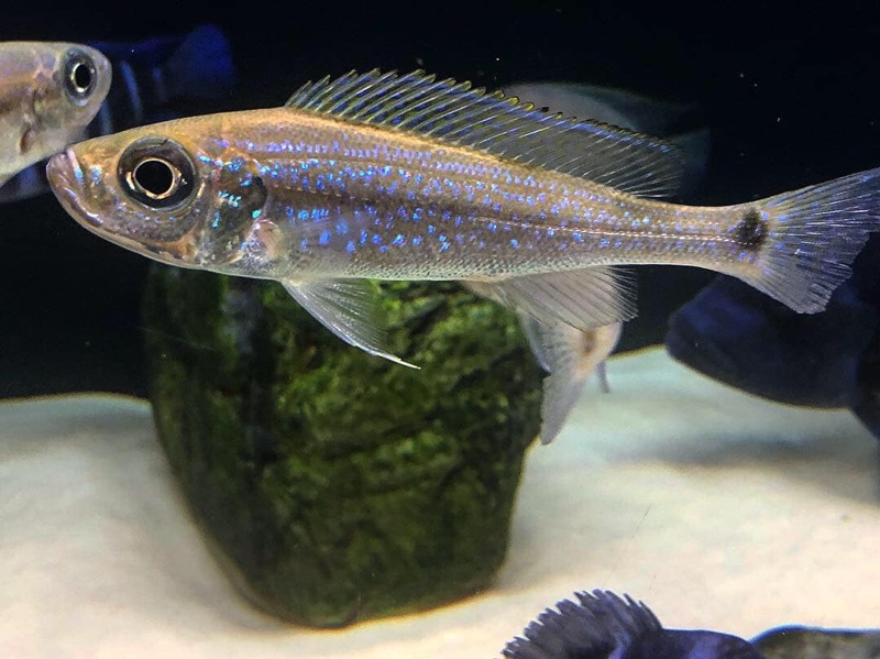 Haplotaxodon microlepis 'Kazinga'